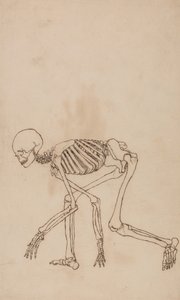 Étude de la Figure Humaine, Vue Latérale, d