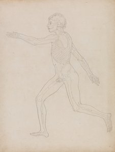 Étude de la figure humaine, vue latérale, de A Comparative Anatomical Exposition of the Structure of the Human Body with that of a Tiger and a Common Fowl, 1795-1806