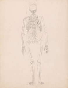 Étude de la Figure Humaine, Vue Postérieure, Diagramme pour Clé de la Table II, d