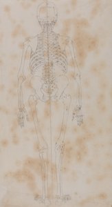 Étude de la figure humaine, vue postérieure, d