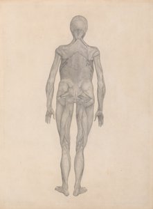 Étude de la Figure Humaine, Vue Postérieure, avec la peau et les tissus fasciaux sous-jacents enlevés, d