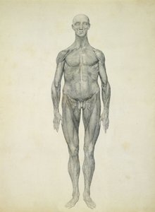 La figure humaine, vue antérieure, de la série 