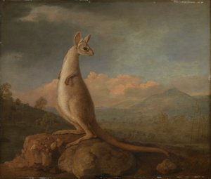Le Kongouro de Nouvelle-Hollande (Kangourou) - George Stubbs