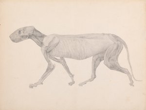 Corps de Tigre, Vue Latérale - George Stubbs