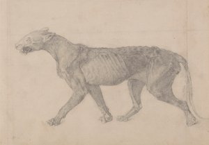 Corps de tigre, vue latérale (premier de neuf dessins d