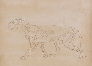 Corps de tigre, vue latérale (dessin au trait pour une figure clé) - George Stubbs