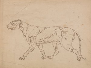 Corps de tigre, vue latérale (étude de contour des muscles de surface et de leur approvisionnement en sang, probablement réalisée pour une figure clé)