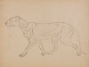 Corps de tigre, vue latérale (probablement réalisé comme base pour une figure clé) - George Stubbs