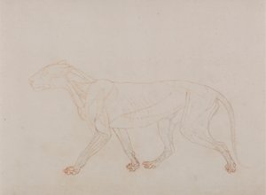 Corps de tigre, vue latérale (montre la troisième étape de la dissection)