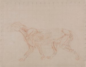 Corps de tigre, vue latérale (étude de la quatrième étape de la dissection montrant les muscles plus profonds) - George Stubbs