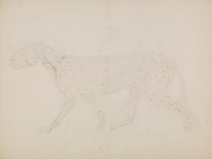 Corps de tigre, vue latérale (étude des couches supérieures des muscles et de leur apport sanguin préparée pour la figure clé de la table XIV) - George Stubbs