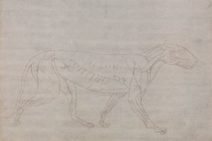 Corps de tigre, vue latérale - George Stubbs