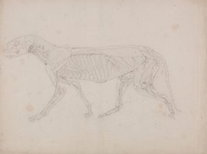 Corps de tigre, vue latérale - George Stubbs