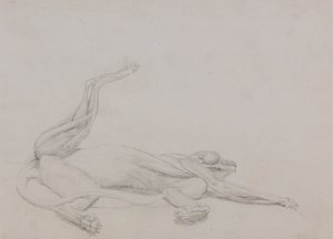 Corps de tigre, couché, vue ventrale - George Stubbs