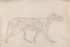 Tigre, vue latérale (étude de contour de l