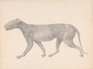 Tigre, vue latérale, avec peau et tissu enlevés (étude finie pour la table IX) - George Stubbs