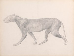 Tigre, vue latérale, avec le tissu conjonctif recouvrant les muscles enlevé (étude finie pour la table XIV) - George Stubbs