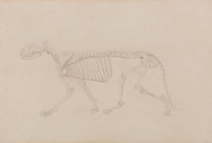 Squelette de tigre, vue latérale (étude très finie pour la table IV) - George Stubbs