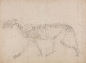 Squelette de tigre, vue latérale