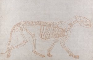 Squelette de tigre, vue latérale