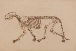Squelette de Tigre, Vue Latérale