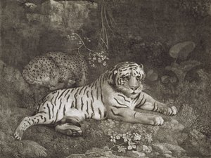 Deux tigres, gravés par l