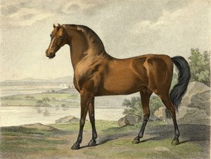 Warren Hastings arabe - George Stubbs