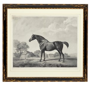 Églantier - George Townley Stubbs