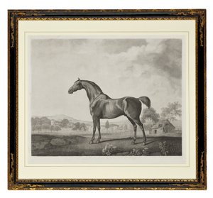 Sweetwilliam - George Townley Stubbs