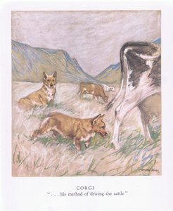 Corgi (colour litho)