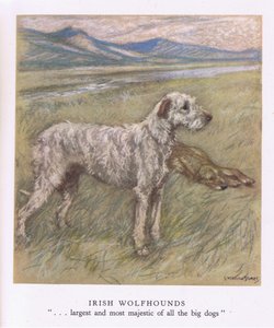 Irish Wolfhounds (lithographie couleur) - George Vernon Stokes