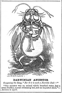 Ancêtre darwinien, 1887