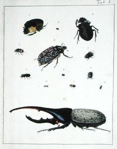 Divers coléoptères, planche I de 