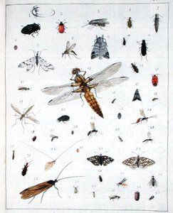 Divers insectes, planche III de 