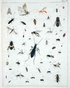 Divers insectes, planche VII de 