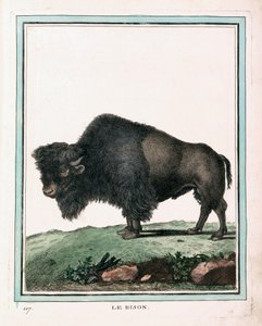 Gravure antique du bison américain - Georges Louis Leclerc