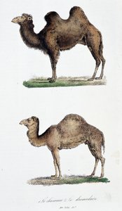 Chameau et dromadaire