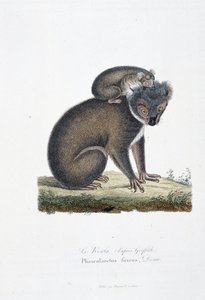 Histoire naturelle : tableau zoologique représentant le koala (d
