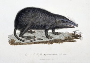 Histoire naturelle : tableau zoologique représentant le Gymnure de Raffles, Gymnura Rafflesii, Lefs, homme - dans « Œuvres complètes de Buffon » par le naturaliste Georges Louis Leclerc, Comte de Buffon (1707 - 1788). Gravure de 1837
