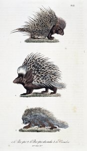 Histoire naturelle : tableau zoologique représentant 1. Le porc épique, 2. Le porc épique d