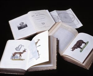 Nature morte des "Œuvres complètes de Buffon" par le naturaliste Georges Louis Leclerc, Comte de Buffon (1707 - 1788). Gravure de 1837