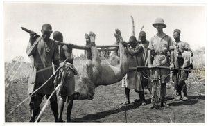 Lion à Bahr el Ghazal, Am Dafok, 1925 - Georges Marie Haardt