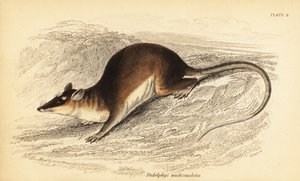 Opossum à quatre yeux brun, Metachirus nudicaudatus - Georges Robert Waterhouse