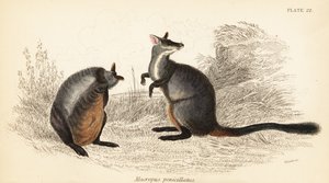 Wallaby à queue touffue, Petrogale penicillata (gravure) - Georges Robert Waterhouse