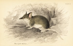 Dunnart commun, Sminthopsis murina - Georges Robert Waterhouse