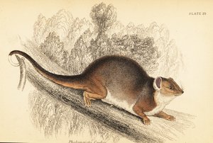 Possum à queue en anneau, Pseudocheirus peregrinus (gravure) - Georges Robert Waterhouse