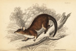 Opossum laineux de Derby, Caluromys derbianus