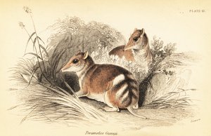 Bandicoot à bandes de l