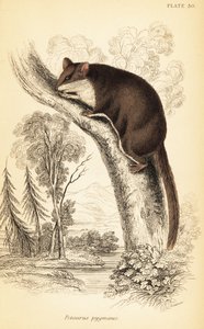 Planeur pygmée, Acrobates pygmaeus (gravure) - Georges Robert Waterhouse