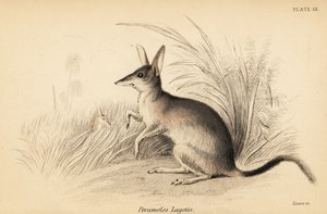 Grand bilby, Macrotis lagotis. En danger, 1841 - Georges Robert Waterhouse